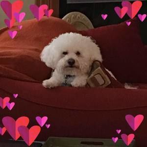 Meet your Posher, Diana